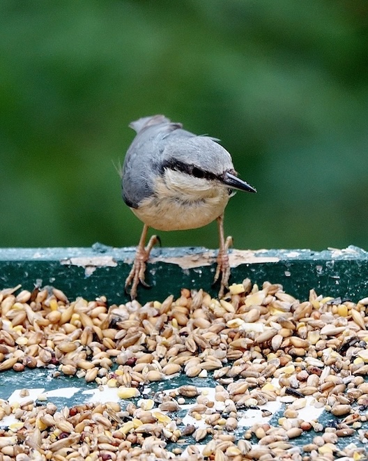nuthatch